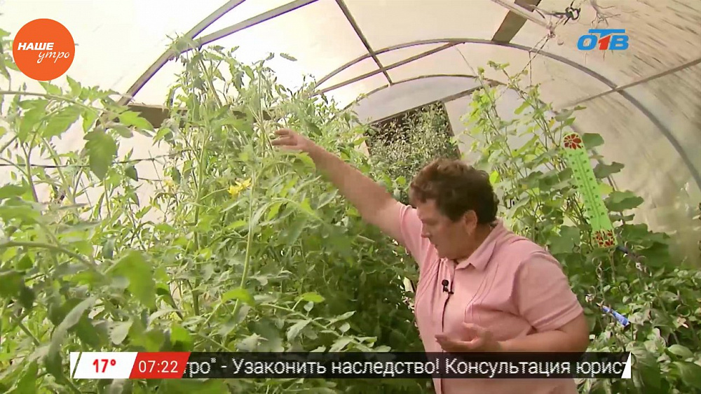 Наше УТРО на ОТВ – садовые истории о выращивании помидор в теплице