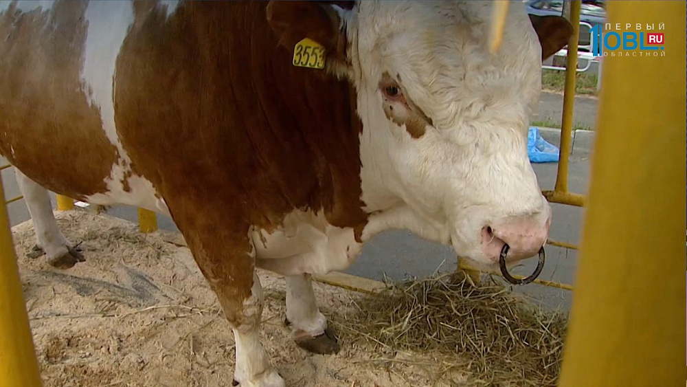 Два быка устроили переполох в Челябинске