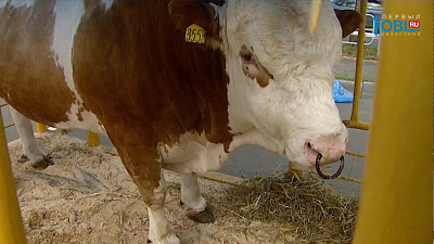 Два быка устроили переполох в Челябинске