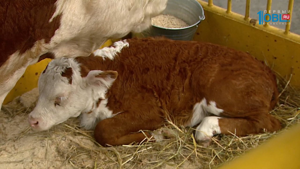 В "Тракторе" стартовала выставка "АГРО - 2017"