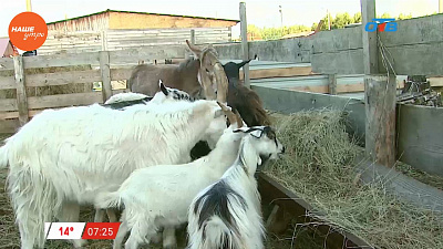 Наше УТРО на ОТВ – пушистое утро о козах (2 часть)