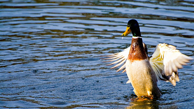 В субботу Челябинской области открывается осенний охотничий сезон