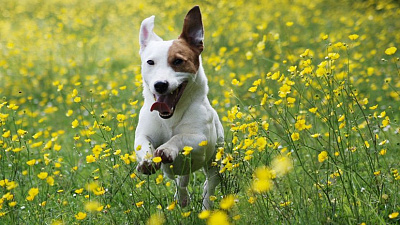 На Южном Урале запретят усыплять бродячих животных 