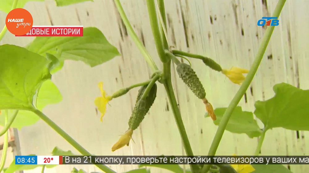 Эксперт рассказал, что такое пучковое цветение у огурцов