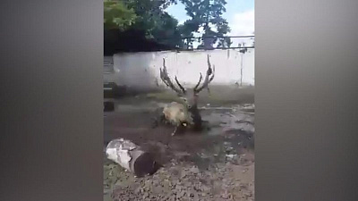Марал Горыныч из Челябинского зоопарка устроил танец в грязи
