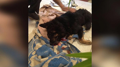 Живодеры из Чебаркульского района забили собаку гвоздодером