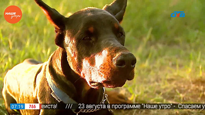Наше УТРО на ОТВ – пушистое утро о доберманах (1 часть)