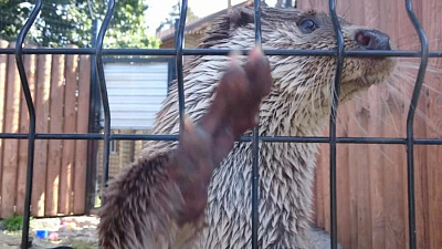 Выдра Ваня показала громкий трюк во время онлайн-трансляции