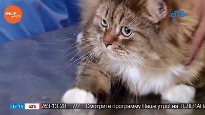 Ветеринар провел первичный осмотр кота на наличие скрытых проблем