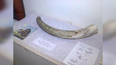 Магнитогорский рыбак нашел в реке бивень мамонтенка 