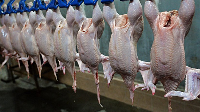 Южноуральские аграрии выпускают так много мяса птицы, что им не хватает рынков сбыта