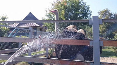 Страус Гарик устроил показательный танец перед принятием душа в челябинском зоопарке 