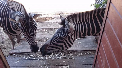 Сотрудники зоопарка пробуждают инстинкты у диких животных 