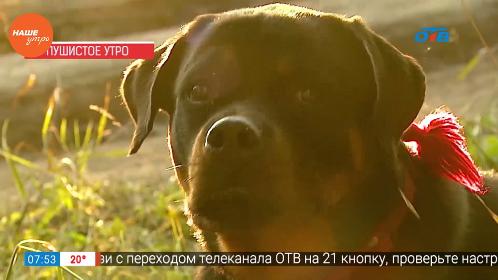 Наше УТРО на ОТВ – пушистое утро о ротвейлерах