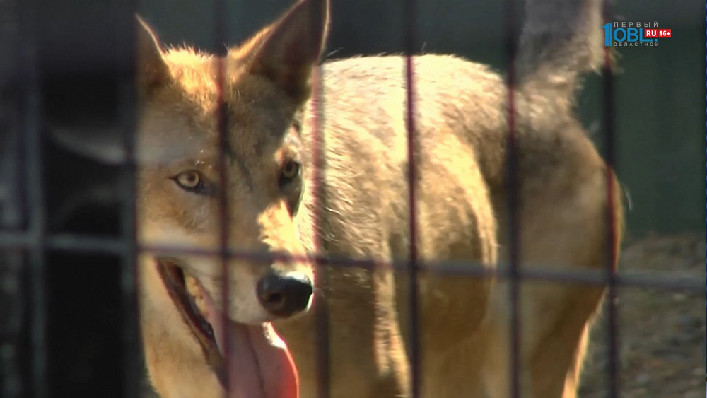 Волчат назвали Джульбарс и Мухтар