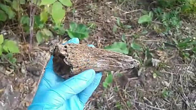 Жительница Чебаркульского района утверждает, что нашла клык древнего хищника