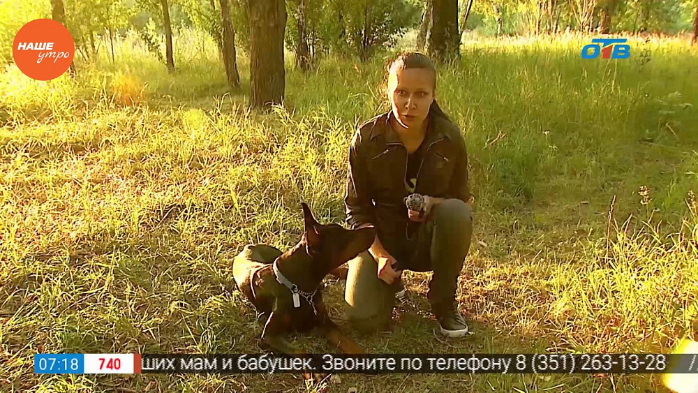 Наше УТРО на ОТВ – пушистое утро о доберманах (2 часть)