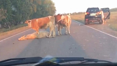 Стадо перегородило водителям дорогу, на которой сбили корову 