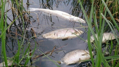 Массовый мор рыбы в Шершнях объяснили высокими ночными температурами