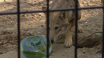 В челябинском зоопарке заминировали волчий вольер