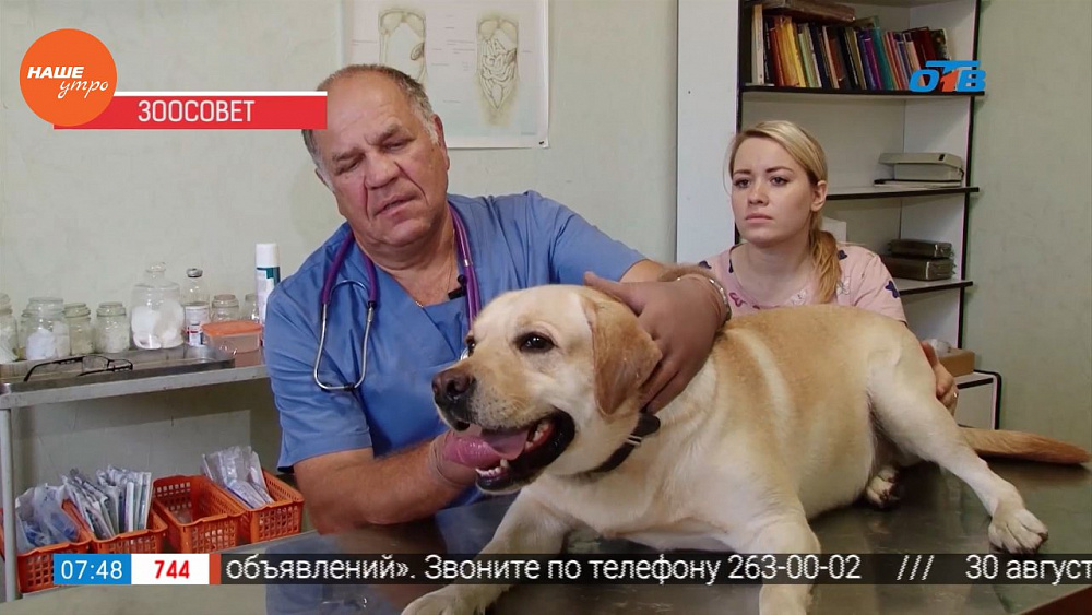Ветеринар осмотрел собаку Кокоса