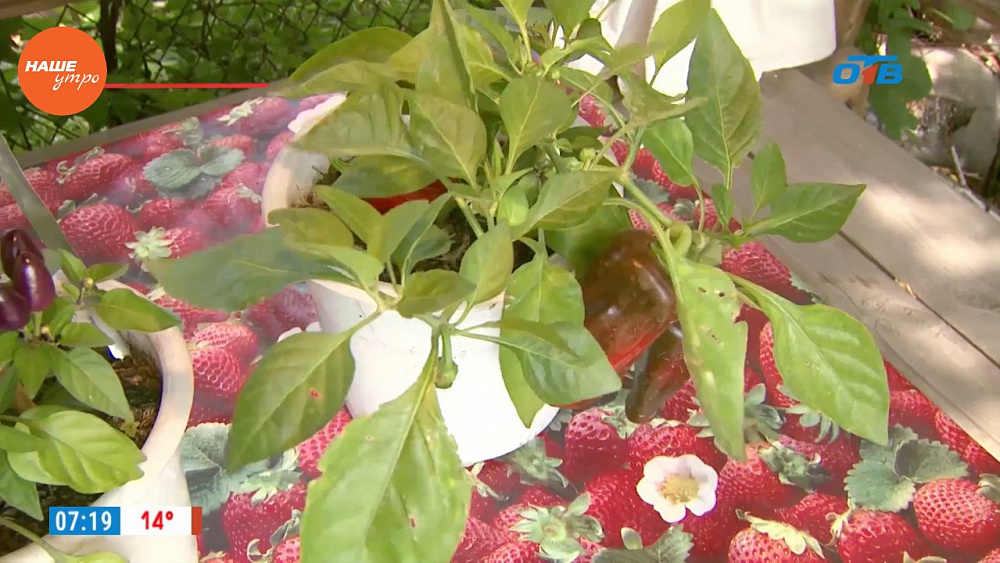 Наше УТРО на ОТВ – садовые истории – декоративные перцы