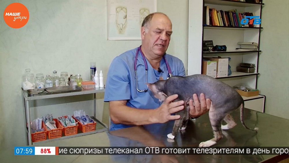 Ветеринарный врач Николай Калинин провел осмотр собаки Кокоса