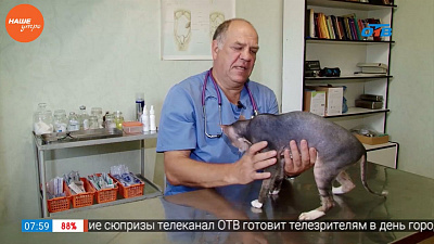 Ветеринарный врач Николай Калинин провел осмотр собаки Кокоса