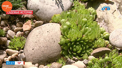 Наше УТРО на ОТВ – садовые истории – Фальш-родник