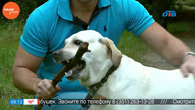 Наше УТРО на ОТВ – пушистое утро о лабрадорах (1 часть)