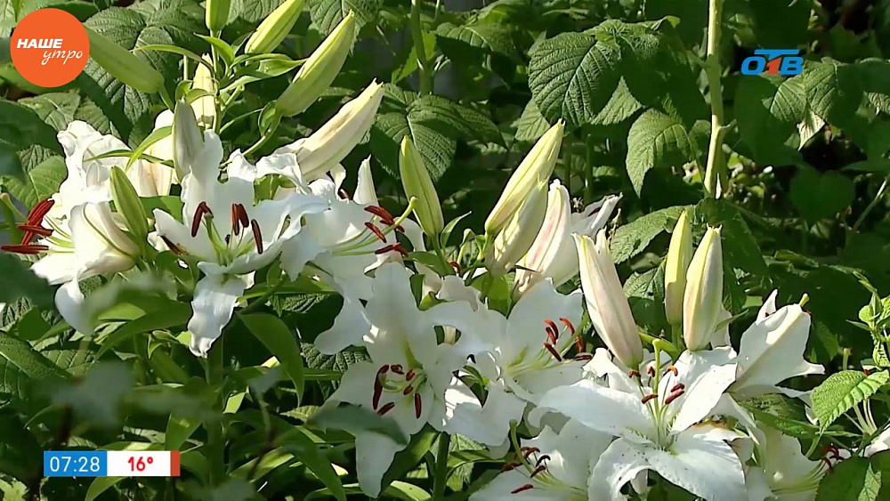 Наше УТРО на ОТВ – садовые истории – как подготовить лилии к зиме