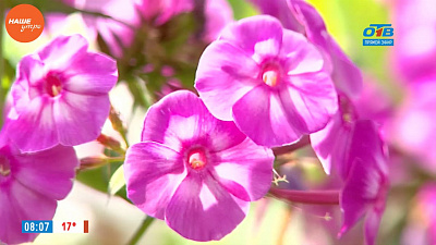 Наше УТРО на ОТВ – садовые истории о флоксах