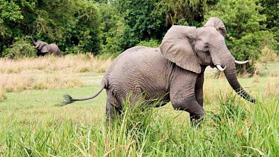 Слон насмерть затоптал посетителя, пытавшегося сделать селфи 