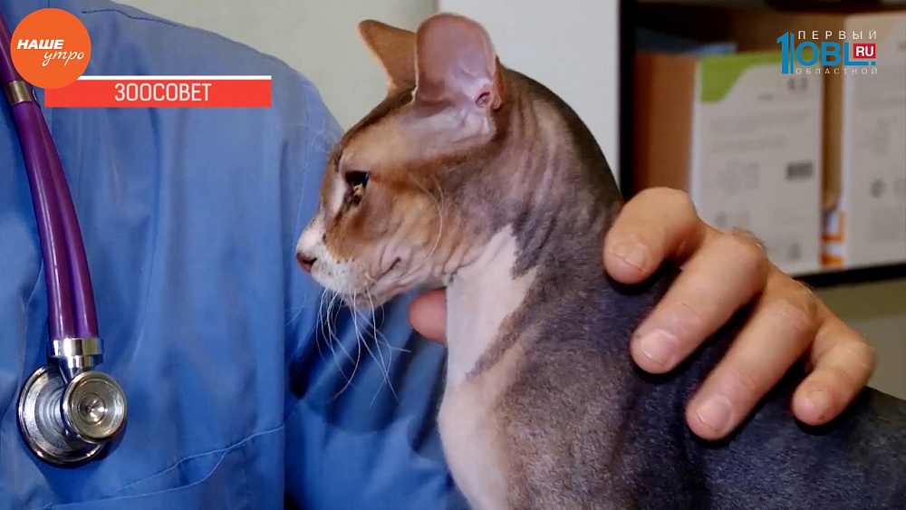 Ветеринар Николай Калинин дает рекомендации по правильному питанию кошек