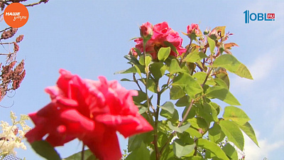 Наше УТРО на ОТВ – садовые истории – розы из семян