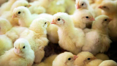 Россельхознадзор обнаружил антибиотики в продукции южноуральских птицефабрик 