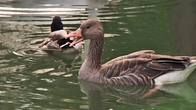Челябинский зоозащитник высказался против сезонного убийства птиц