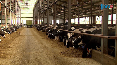 Молочная ферма показала производство без купюр