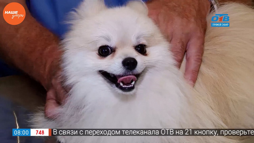 Ветеринар провел профилактический осмотр у собачки