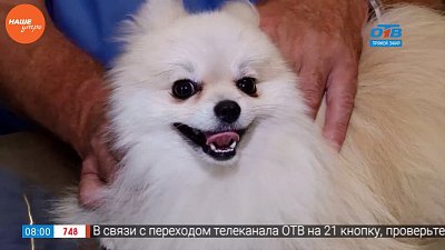 Ветеринар провел профилактический осмотр у собачки