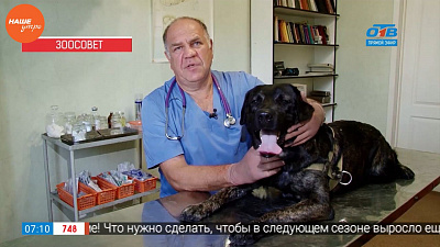 Ветеринар провел первичный осмотр собаки