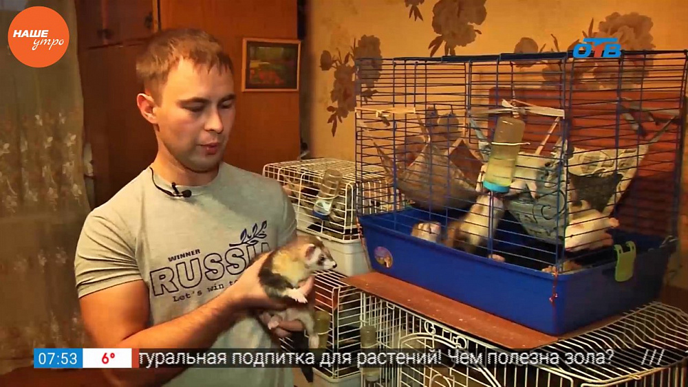 Наше УТРО на ОТВ – пушистое утро о хорьках (1 часть)