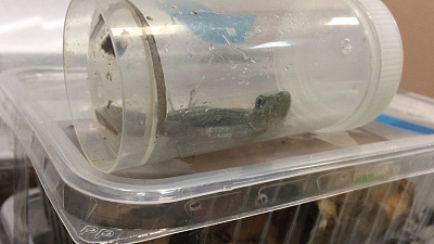 Челябинец пытался незаметно вывезти редких углозубов и лягушек-быков за пределы России 