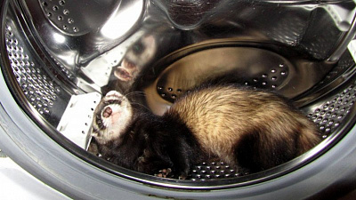 Челябинец «стирает» хищников в своей квартире