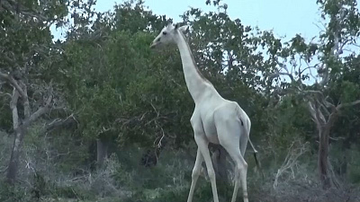 Редкие белоснежные жирафы обнаружены в лесах Кении