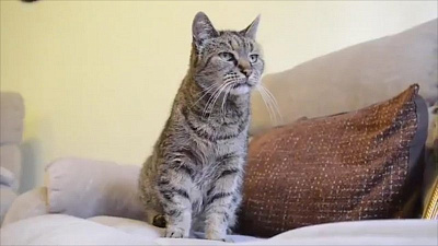 Умер самый старый кот в мире 