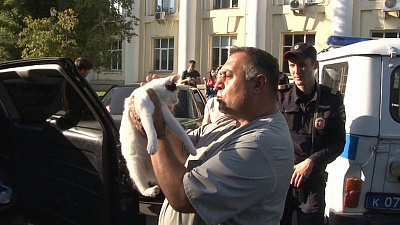 Зоозащитник спас запертых в машине котов