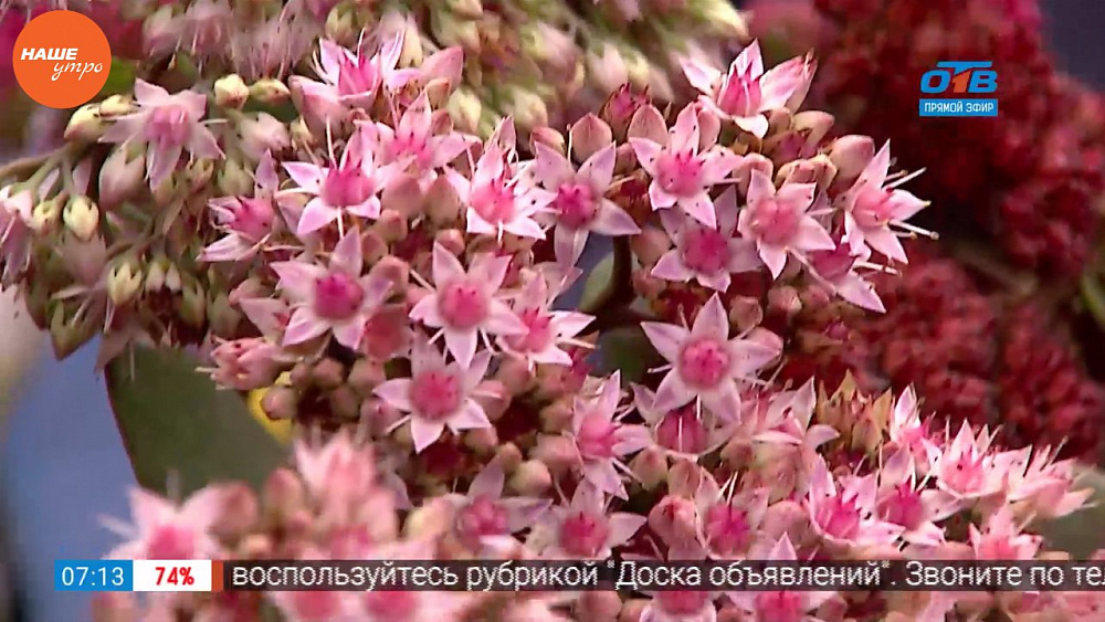 Наше УТРО на ОТВ – садовые истории – приготовление зольного раствора