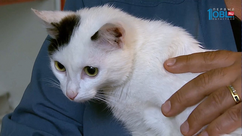 Двух котов на неделю заперли в машине