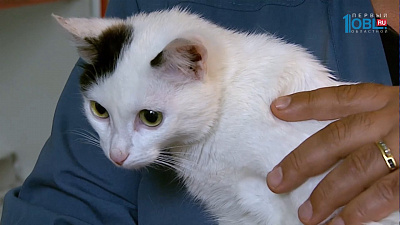 Двух котов на неделю заперли в машине